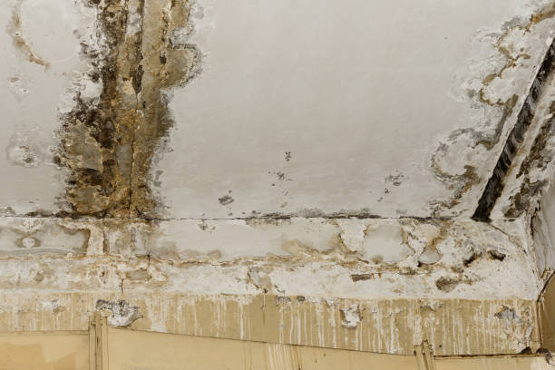 Best Emergency Mold Remediation  in Schoolcraft, MI