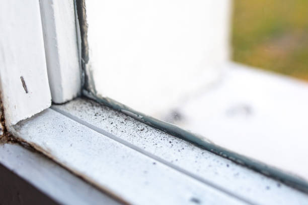 Biohazard Mold Removal in Schoolcraft, MI