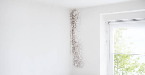 Best Water Damage & Mold Remediation  in Schoolcraft, MI
