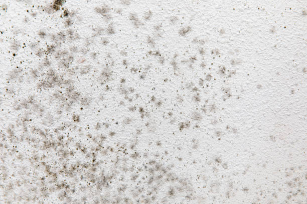 Best Mold Odor Removal Services  in Schoolcraft, MI