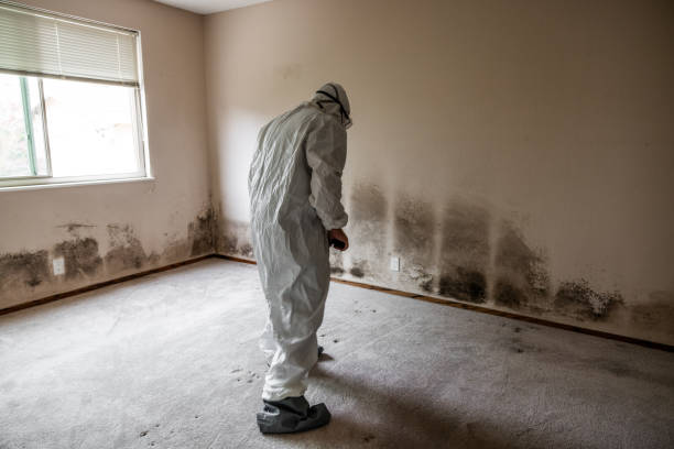 Best Mold Odor Removal Services  in Schoolcraft, MI